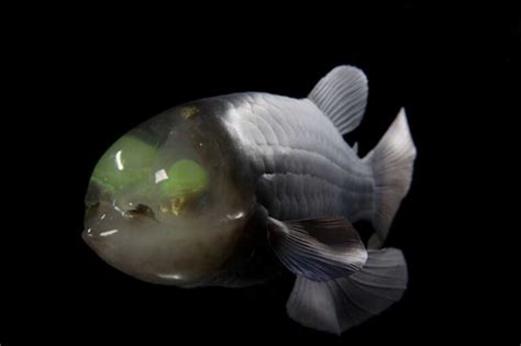 The Barreleye Fish (Macropinna microstoma).
